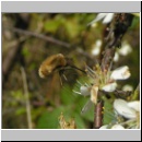 Bombylius major - Wollschweber m07.jpg